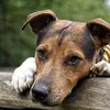 stormy.jackrussel