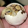 seabassthereptileguy
