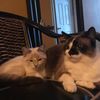 welovecats547
