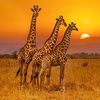 WILDLIFE