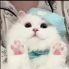 kiw.nah_1404