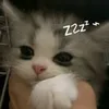 napjt