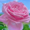 abbasabbas6259