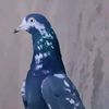 gujjar313salmanch00731