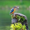 আমার জেলা চাঁপাইনবাবগঞ্জ
