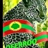 qeerroo.walloo51
