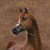nouf_40406