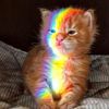 coloris_todito