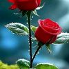 tayfurcil647gmail.com2