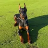 k9.olympia