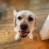 dogs_and_happiness