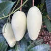 lmnguyn375