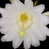 phongduy55565