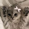 mikoo_lise
