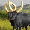 danmwesigye2