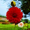 mwole_01
