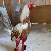 cocofre