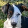 dantoreo11.oreo
