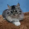 michamochibubu