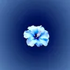 jules_bc10