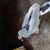 memandaijoo