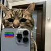 ali331288