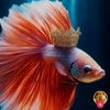 pisces030491