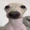 carlos_orelhadeabana