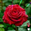 gamzeli.6869