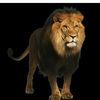 kamel.hamed516