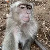 pipi_com_batata