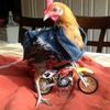 panafachero28