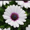 ya_ali_110_5