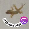 padthanya66
