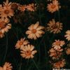 lm_yas4