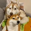 shiba.hasu.pan