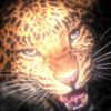 kashifa_kx7