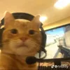 linhbaby_005