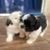 julianasoares2289