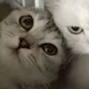 ola_.0_