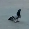 sahand_aras2