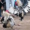 sutejo.pkt