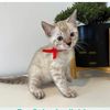 purrfectthree