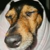 the.adventures.of.pippa