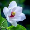 cutebachi_000