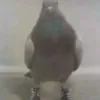 perkoro45