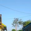 tehanggur.id