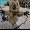 lquokka_