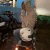 thole_dirga