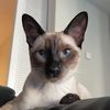 caesarthesiamese